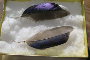SALE feather real mallard duck feather sterling silver drop earrings iridescent purple select drop length free gift box